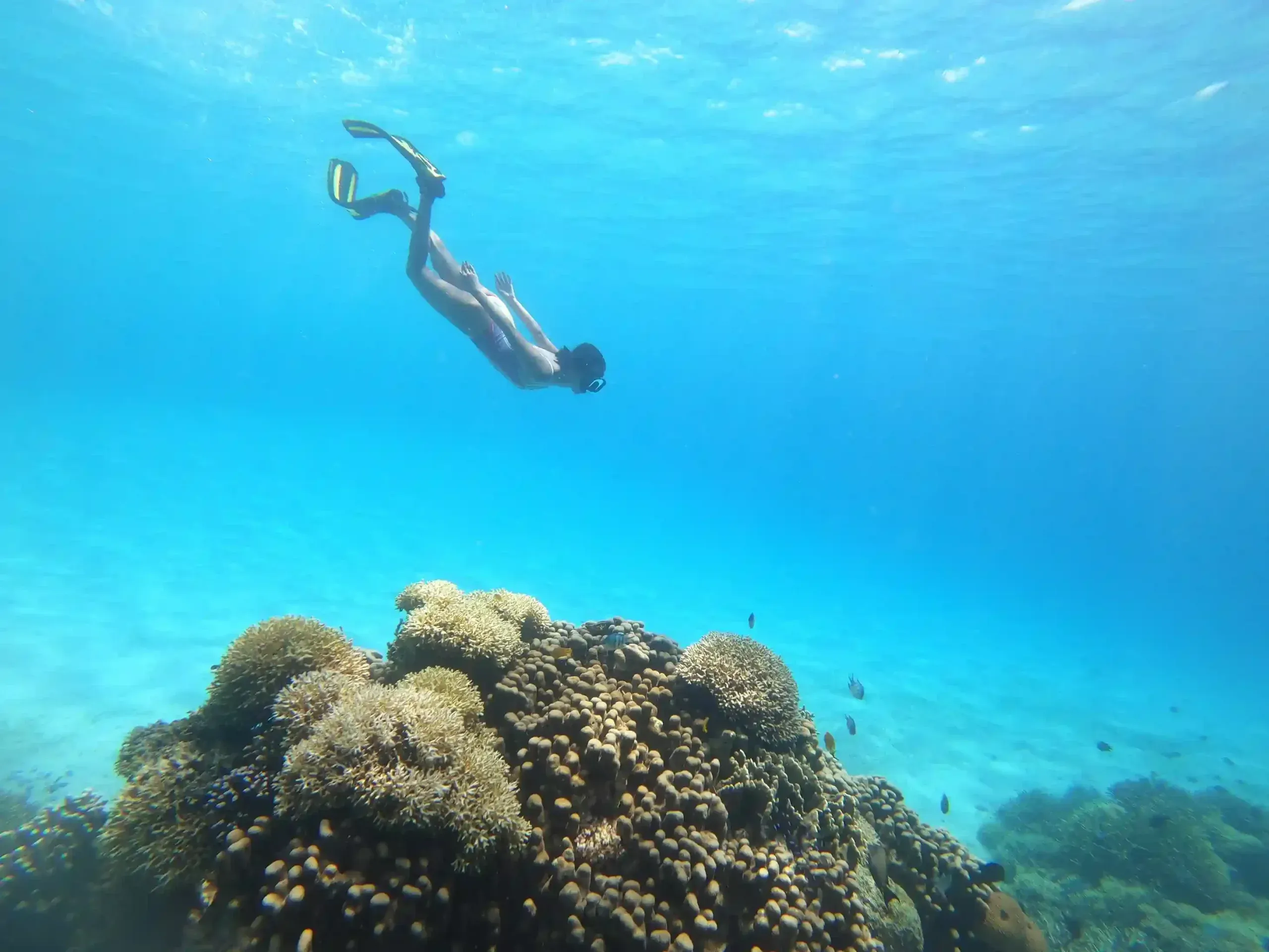 Snorkeling Komodo Island Tour | Sewa Mobil Alphard Labuan Bajo