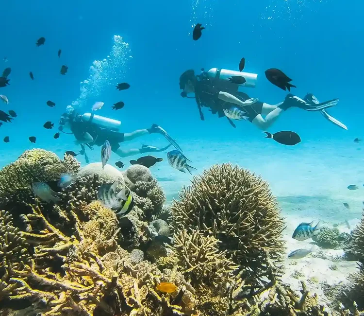 Diving | Sewa Mobil Alphard Labuan Bajo