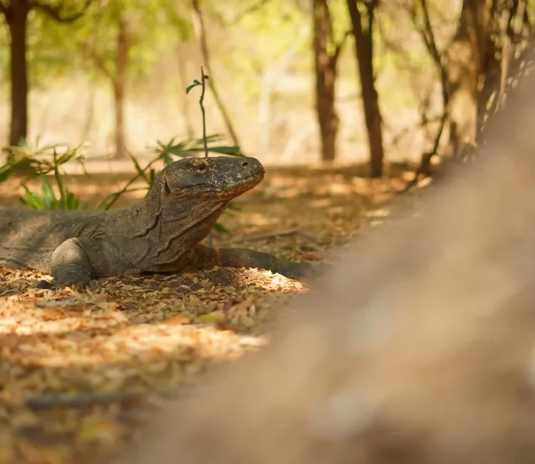 Komodo Island | Sewa Mobil Alphard Labuan Bajo