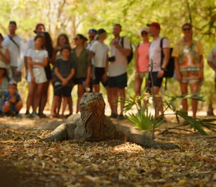 Komodo Island | Sewa Mobil Alphard Labuan Bajo